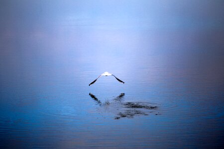 Water lake flight photo