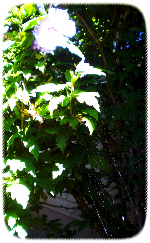 Taken with a Nikon CoolPix S200 here. Cropped and Slight Contrast/Adj. in Photoshop CS5. Alien Skin Exposure 3 - Color Film --> Tonality (Shadow Recovery - Narrow 25%) --> Alien Skin Exposure 3 