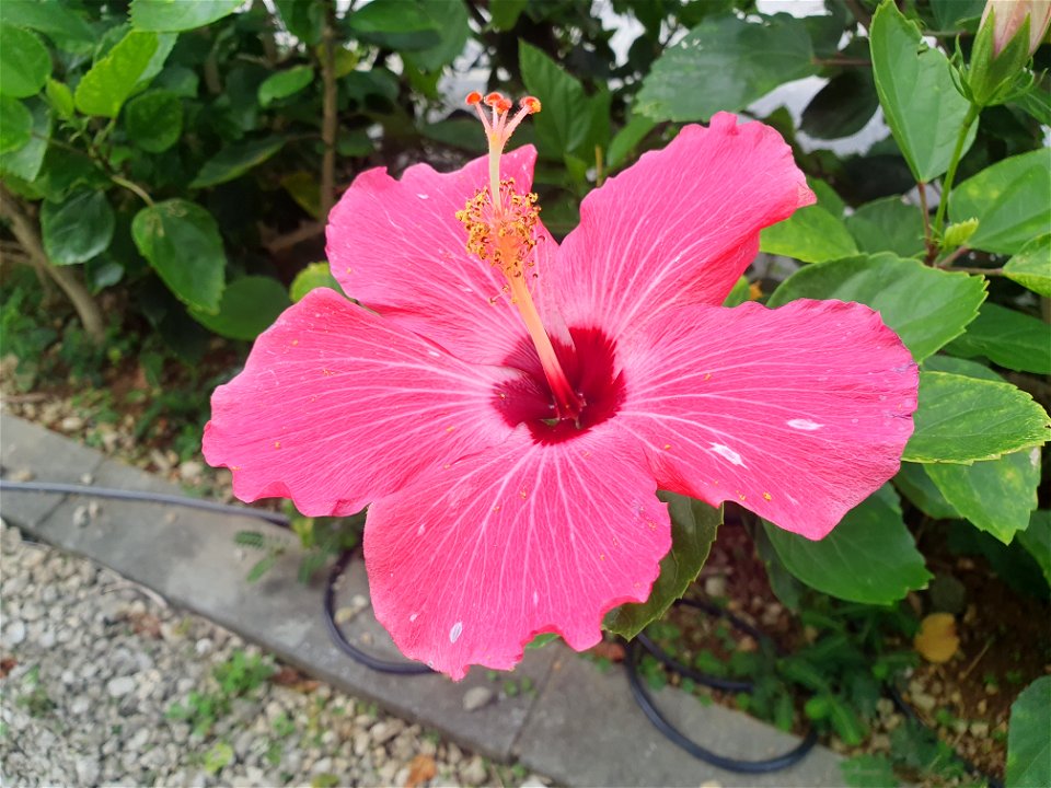 Hibiscus on way to Moon Beach photo