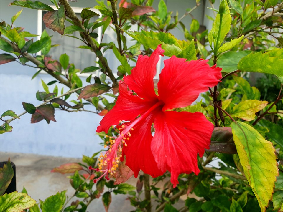 Hibiscus on way to Moon Beach 