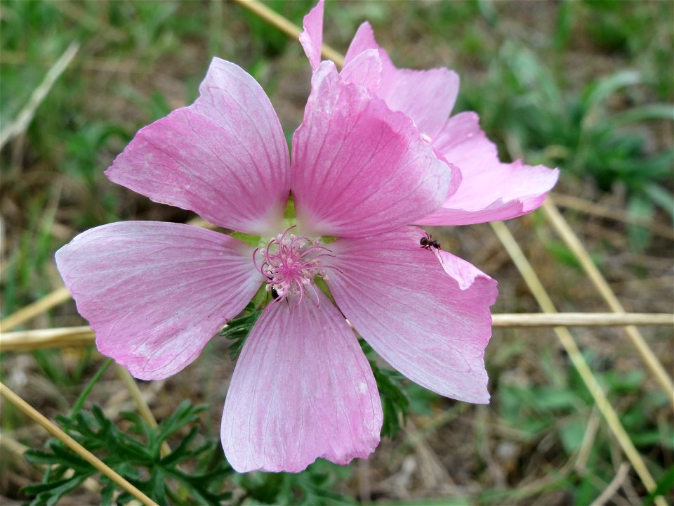 Moschus-Malve (Malva moschata) im Naturschutzgebiet Gewann Frankreich-Wiesental photo