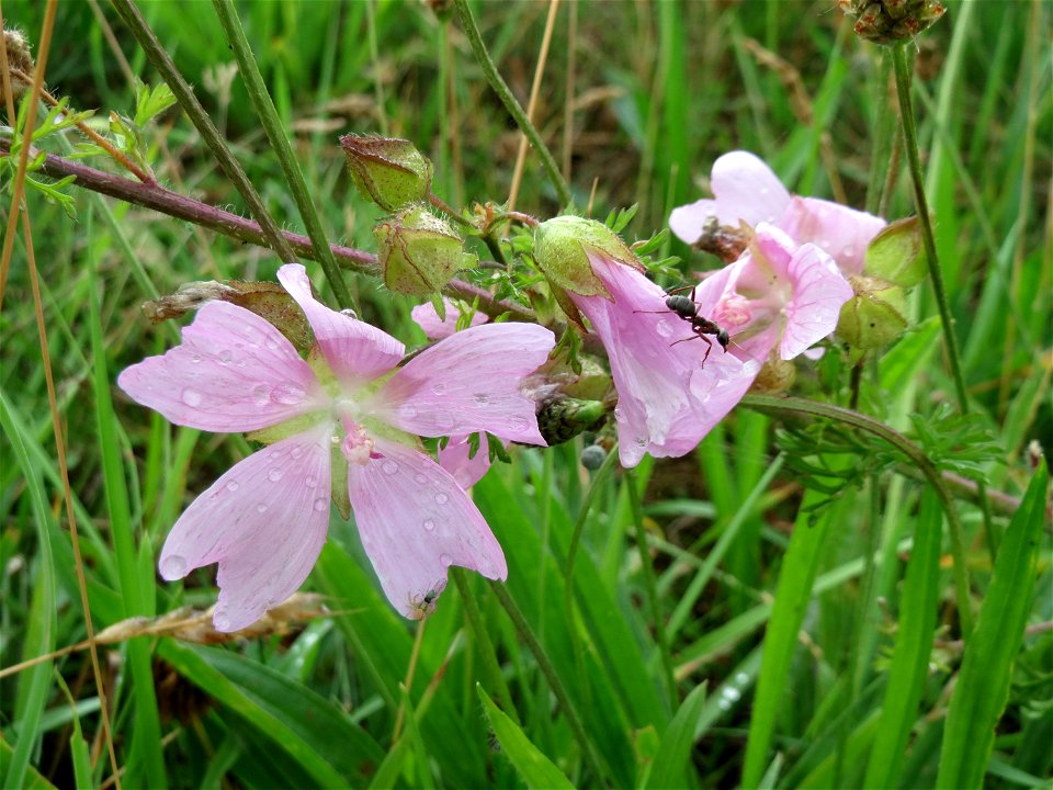 Moschus-Malve (Malva moschata) im Naturschutzgebiet Gewann Frankreich-Wiesental