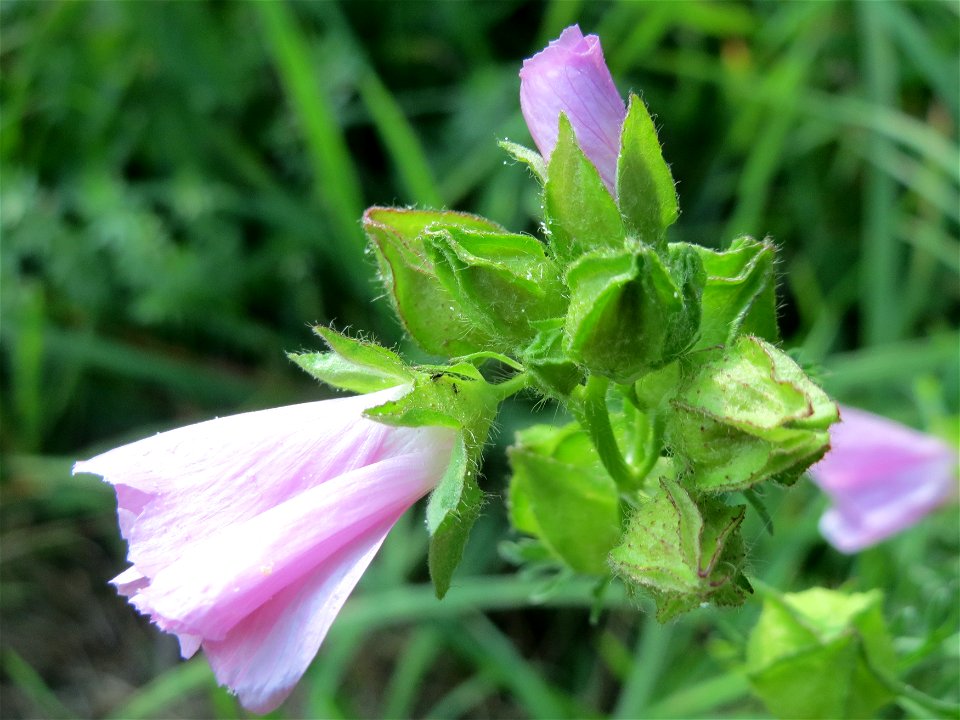 Moschusmalve (Malva moschata) am Schalkenmehrener Maar