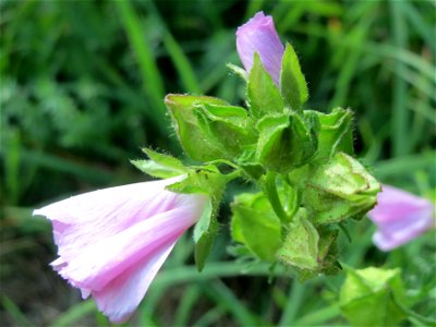 Moschusmalve (Malva moschata) am Schalkenmehrener Maar photo