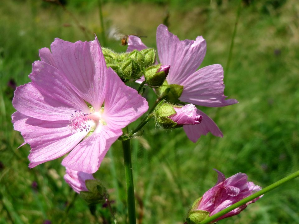 Moschus-Malve (Malva moschata) in Saarbrücken photo