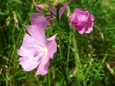 Moschus-Malve (Malva moschata) in Saarbrücken photo