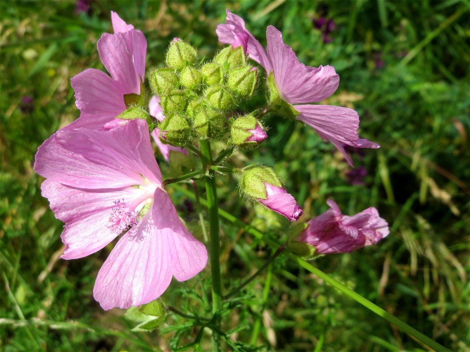 Moschus-Malve (Malva moschata) in Saarbrücken