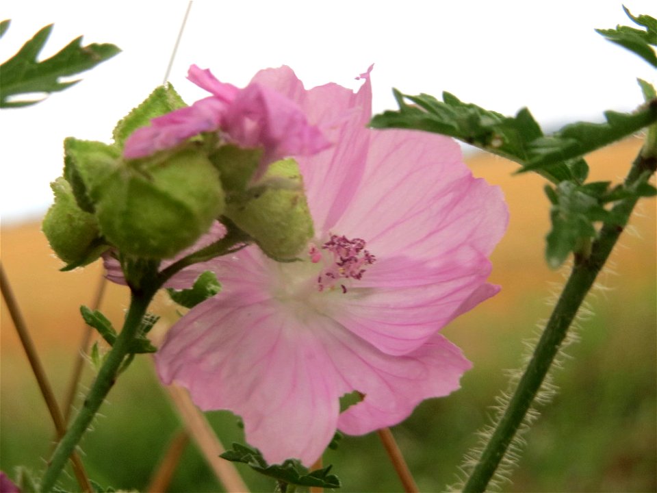 Moschus-Malve (Malva moschata) an der Elisabethenstraße bei Wiesbaden