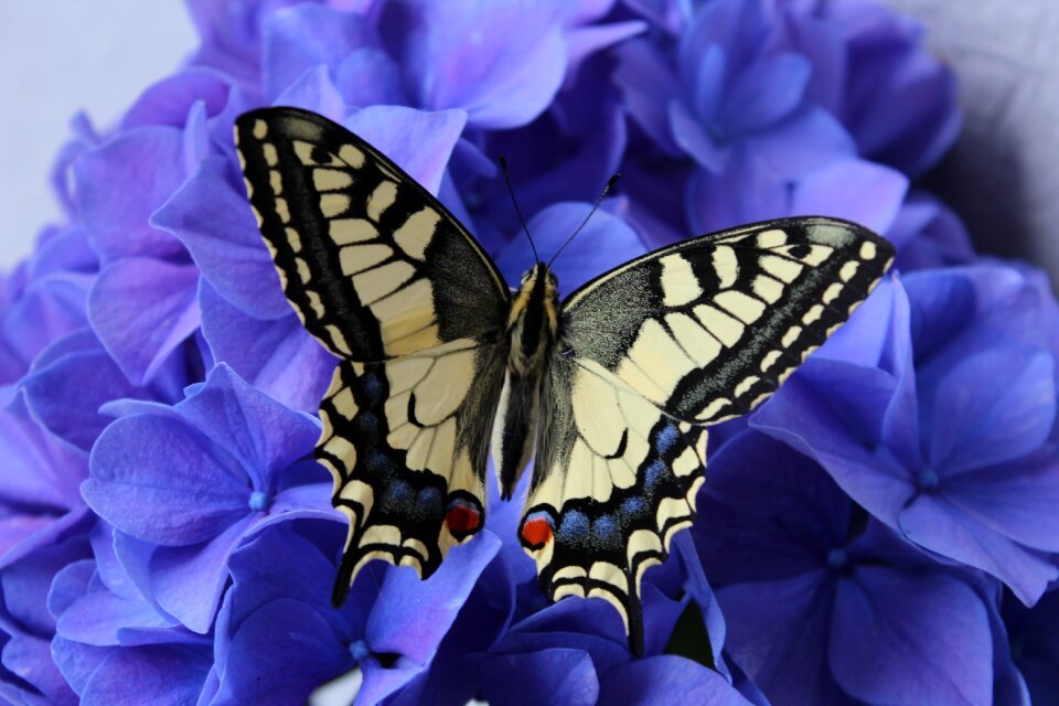 Garden close up wing