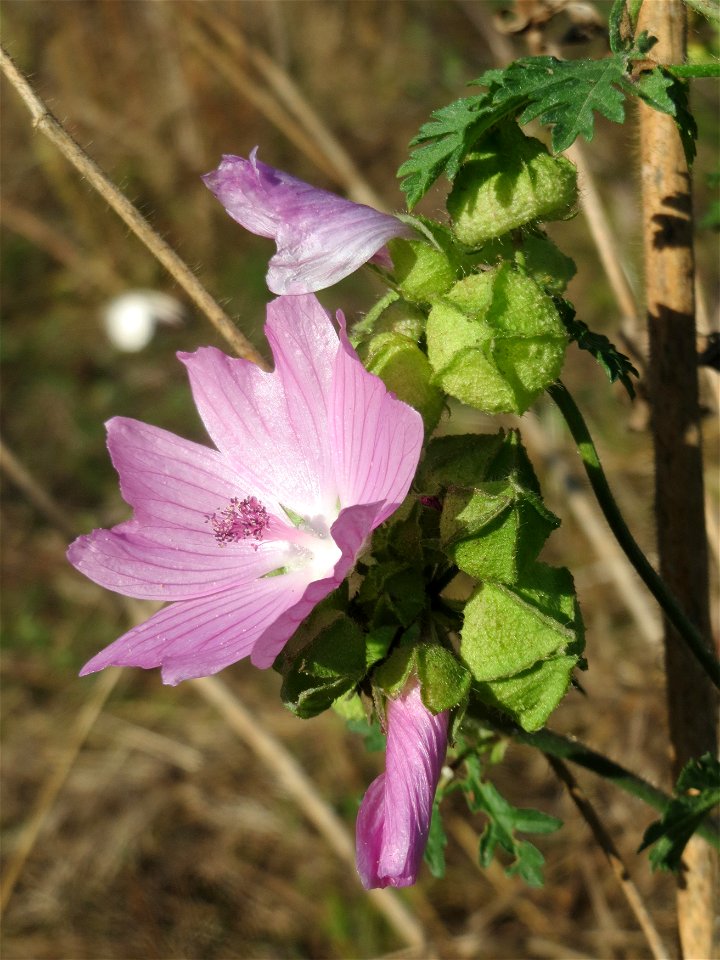 Moschus-Malve (Malva moschata) in Alt-Saarbrücken