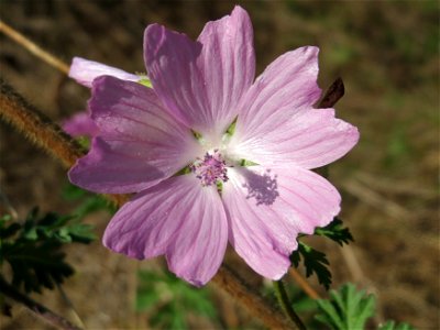 Moschus-Malve (Malva moschata) in Alt-Saarbrücken