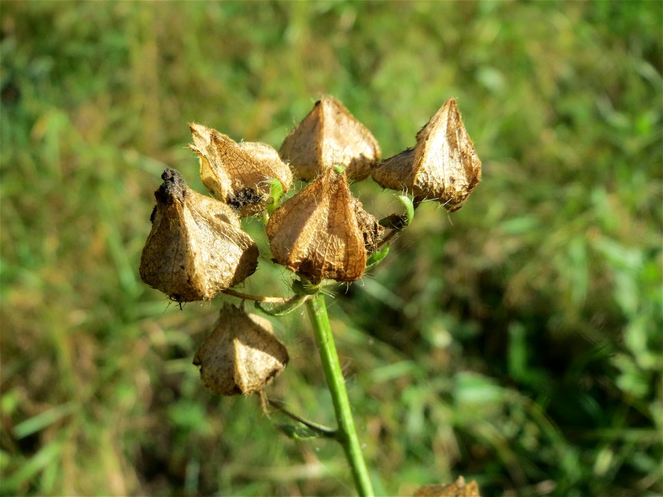 Moschusmalve (Malva moschata) am unmittelbaren Rand vom Naturschutzgebiet Wagbachniederung (Gemarkung Altlußheim)