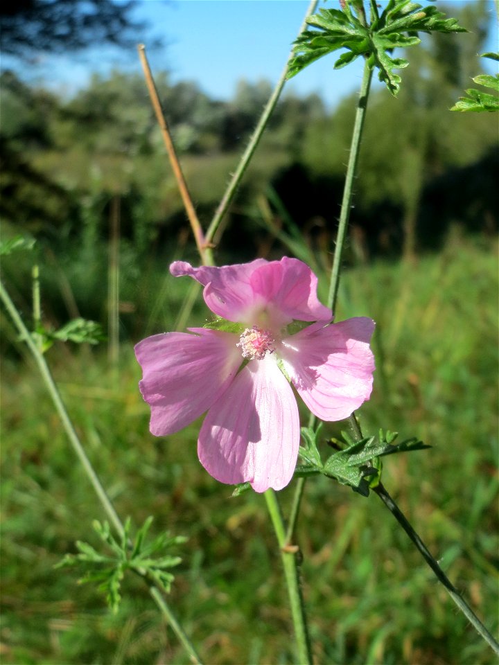 Moschusmalve (Malva moschata) am unmittelbaren Rand vom Naturschutzgebiet Wagbachniederung (Gemarkung Altlußheim)