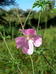 Moschusmalve (Malva moschata) am unmittelbaren Rand vom Naturschutzgebiet Wagbachniederung (Gemarkung Altlußheim)