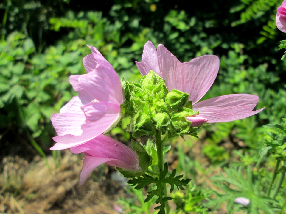 Moschus-Malve (Malva moschata) an der Saar in Saarbrücken