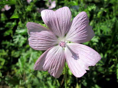 Moschus-Malve (Malva moschata) an der Saar in Saarbrücken