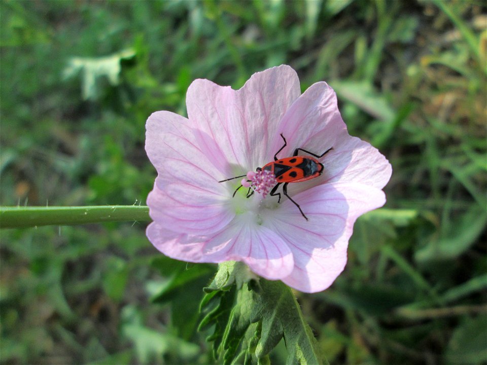 Moschus-Malve (Malva moschata) auf einer Wiese neben der Ostspange in Saarbrücken