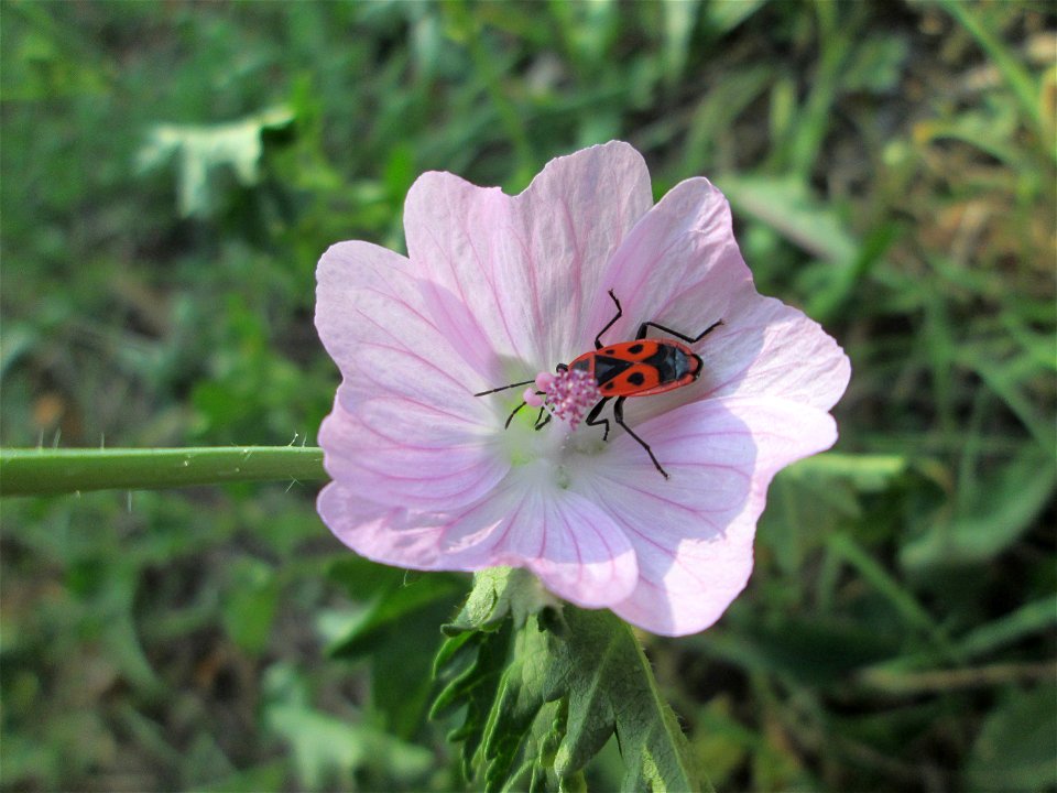 Moschus-Malve (Malva moschata) auf einer Wiese neben der Ostspange in Saarbrücken photo