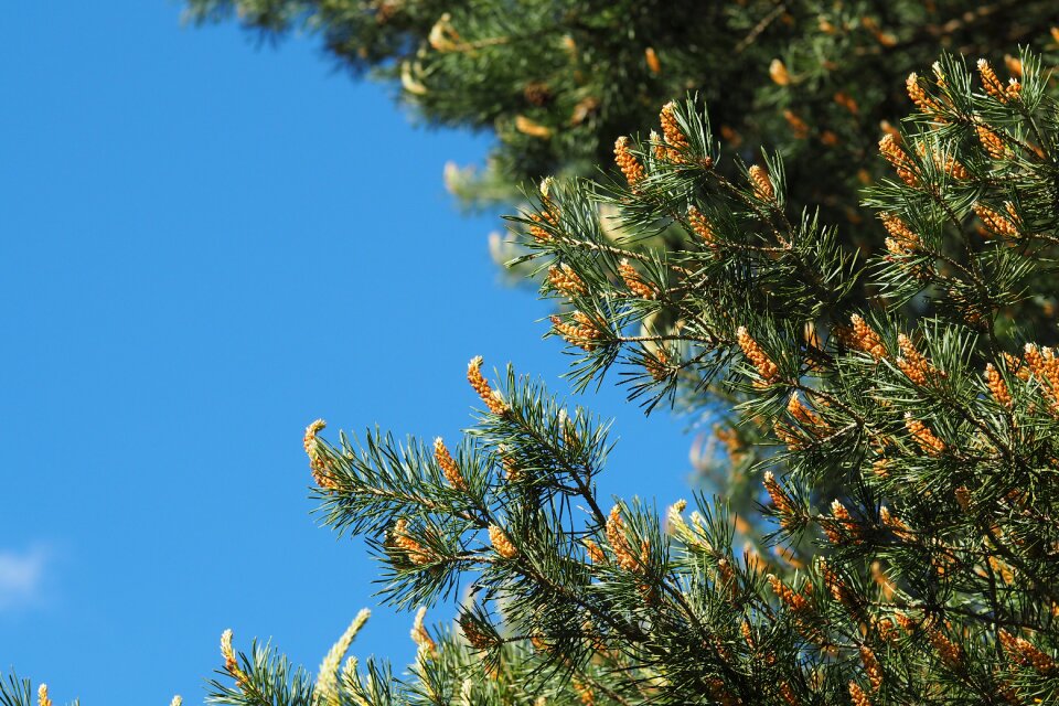 Fir tree winter wind photo