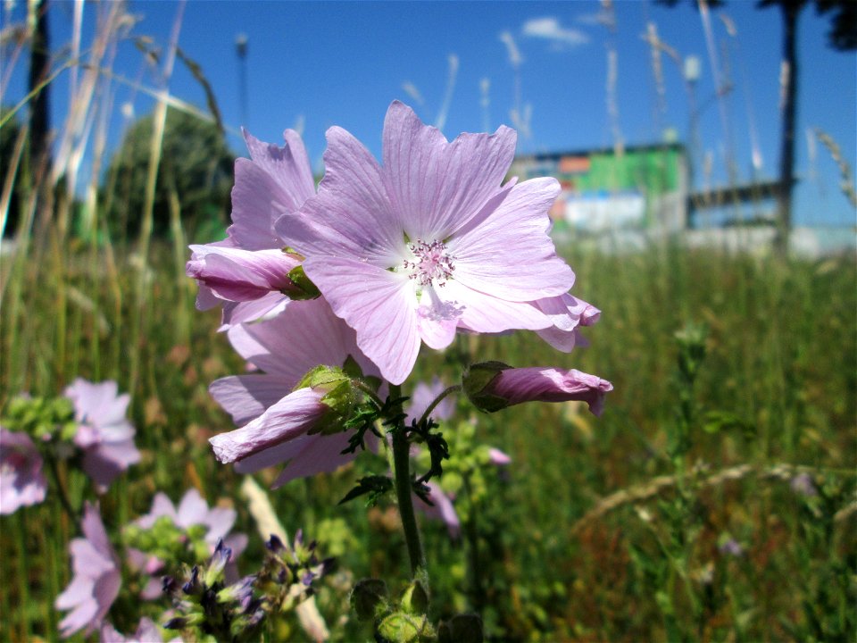 Moschus-Malve (Malva moschata) am Osthafen Saarbrücken