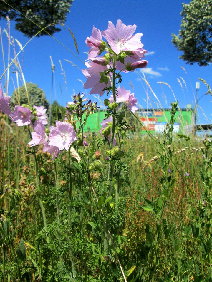 Moschus-Malve (Malva moschata) am Osthafen Saarbrücken