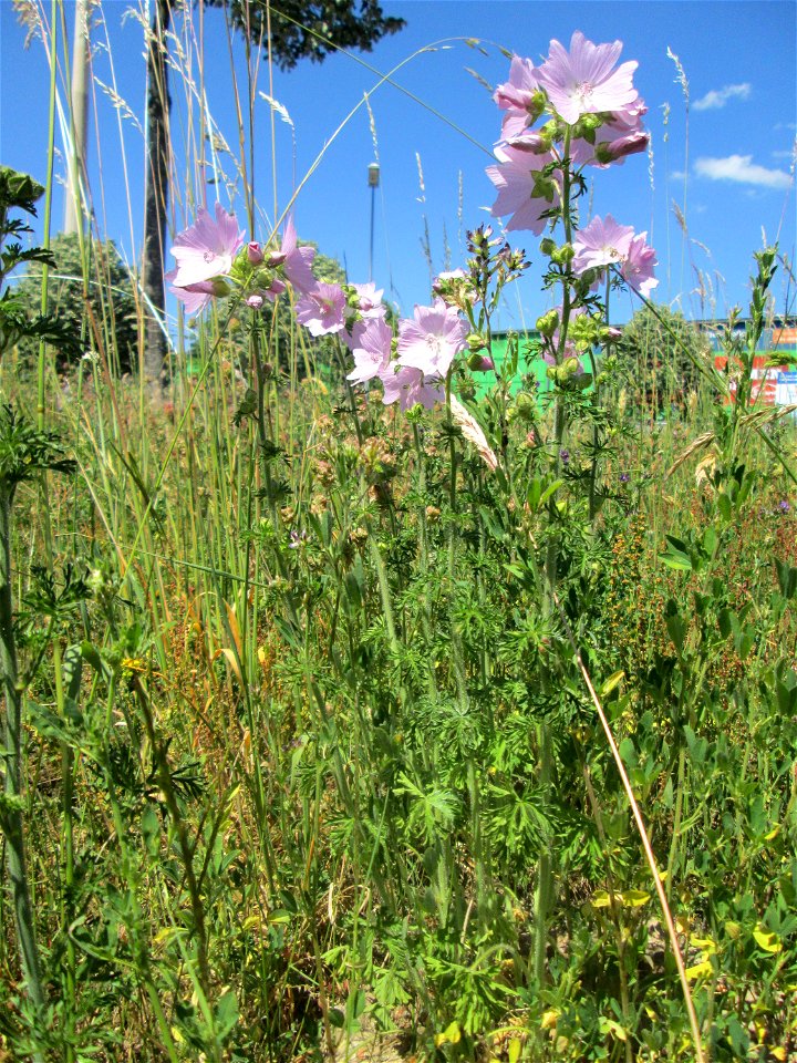 Moschus-Malve (Malva moschata) am Osthafen Saarbrücken photo