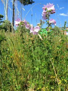 Moschus-Malve (Malva moschata) am Osthafen Saarbrücken