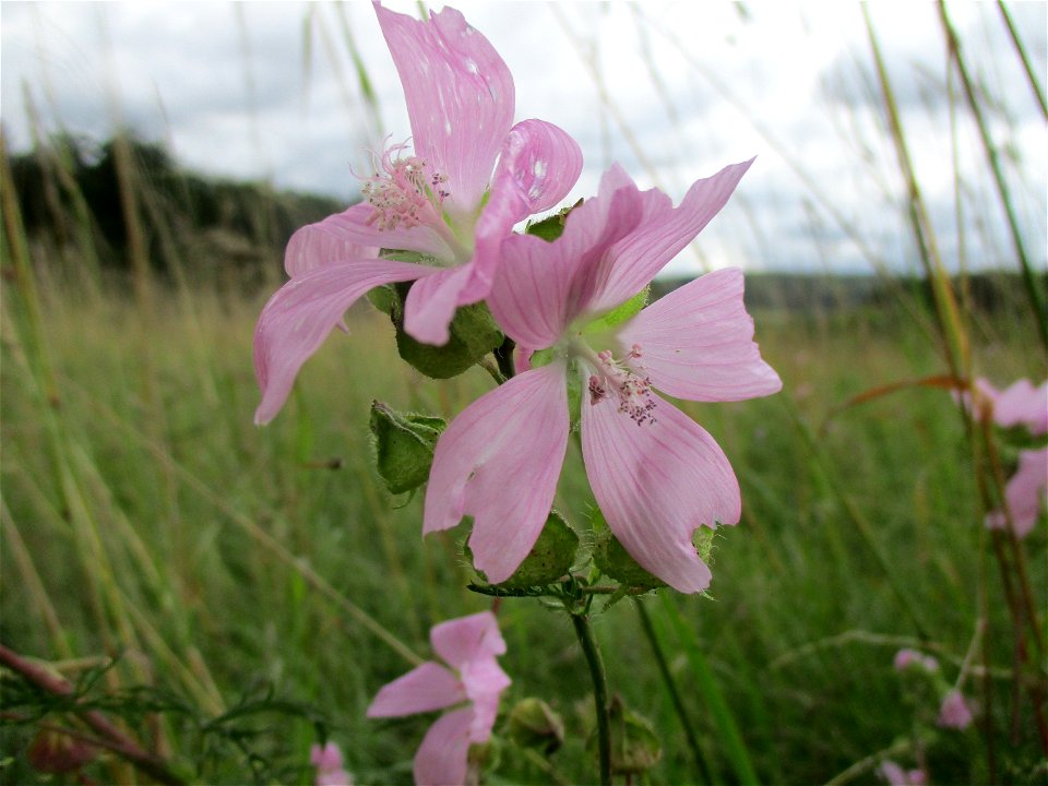 Moschus-Malve (Malva moschata) bei Eschringen