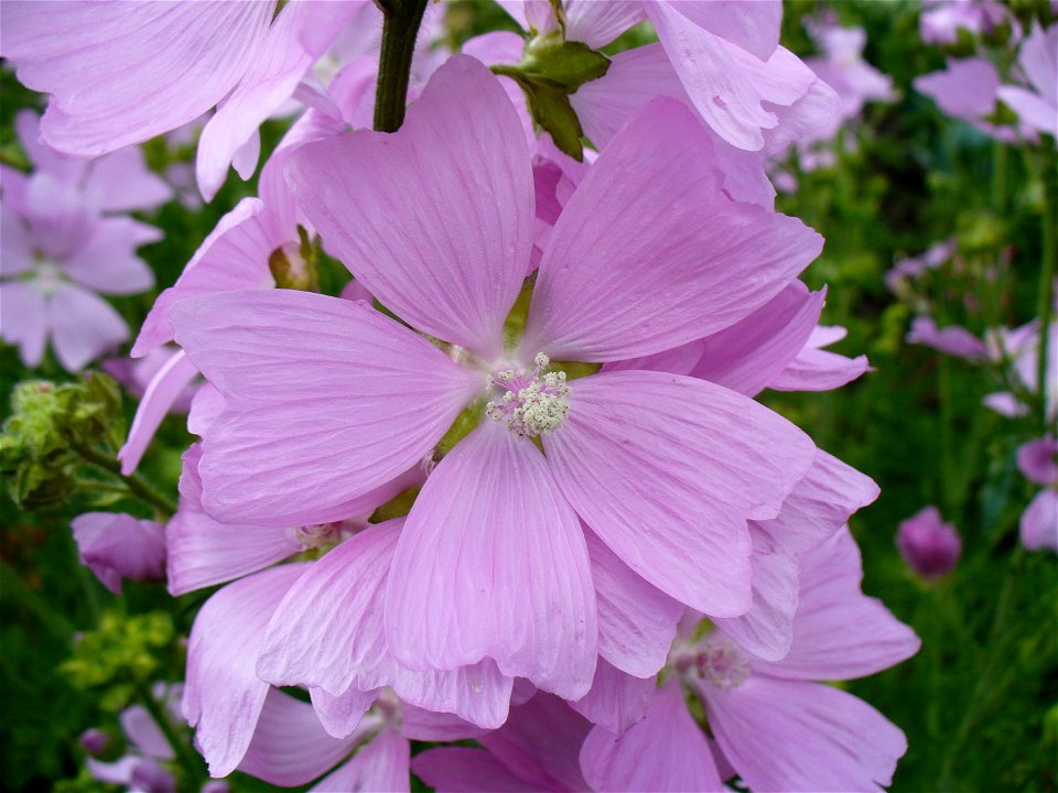 I am the originator of this photo. I hold the copyright. I release it to the public domain. This photo depicts a flower.