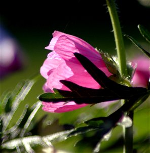 A pink malva-flower