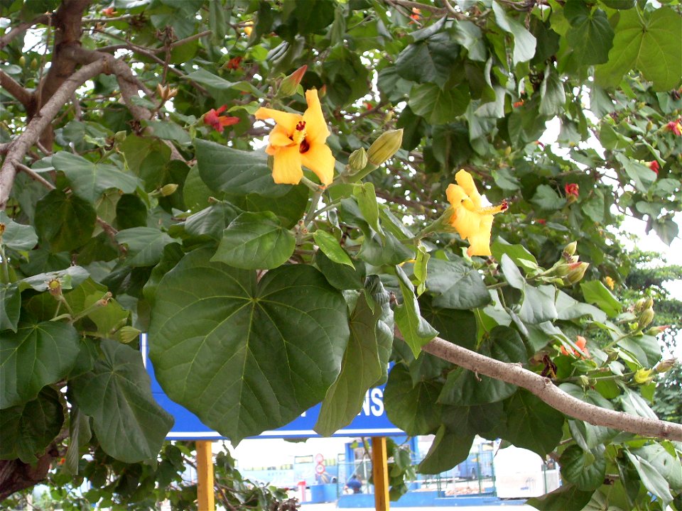 Majagua (Talipariti elatum) en Cuba