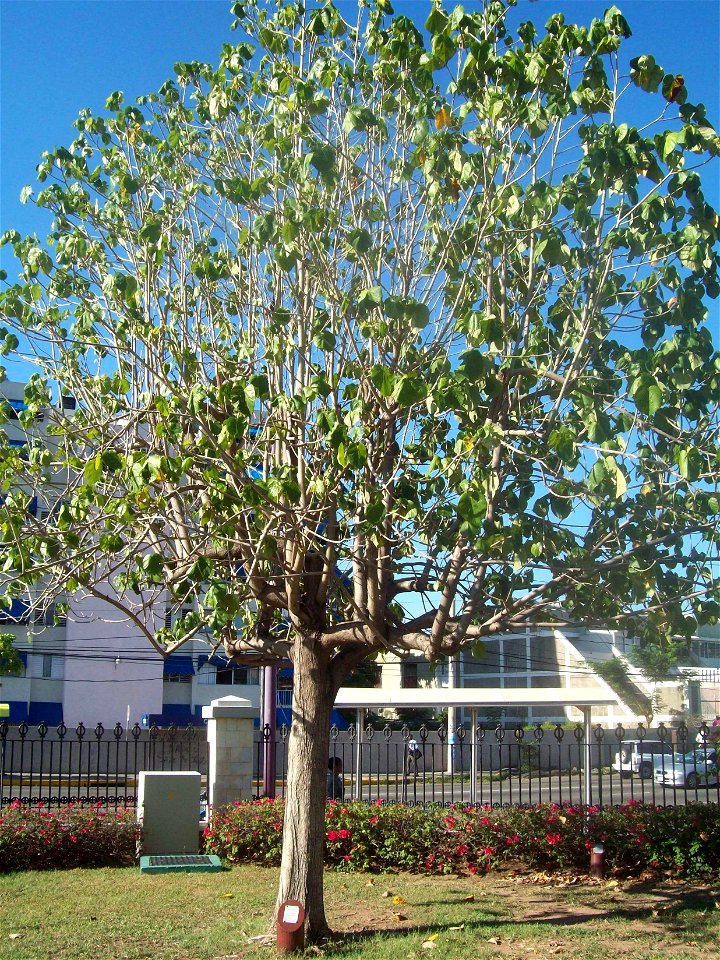 Jamaica's National Tree,  photo taken at Emancipation Park, Kingston Jamaica