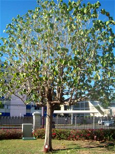 Jamaica's National Tree,  photo taken at Emancipation Park, Kingston Jamaica