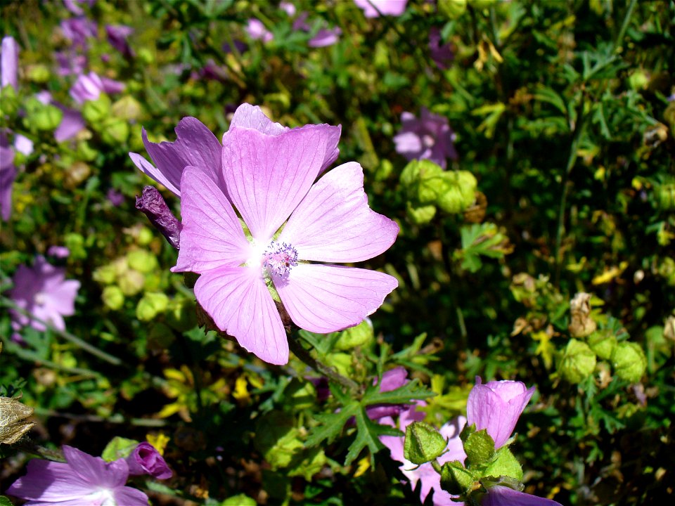 I am the originator of this photo. I hold the copyright. I release it to the public domain. This photo depicts flowers.