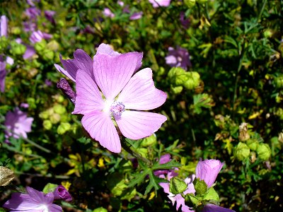 I am the originator of this photo. I hold the copyright. I release it to the public domain. This photo depicts flowers.