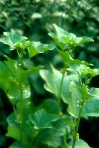 Malva verticillata photo