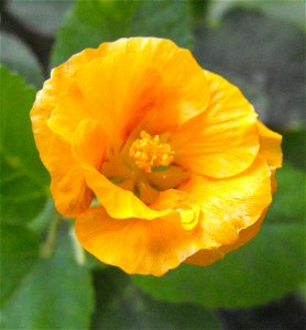 Sida fallax in the Botanical Building, Balboa Park, San Diego, California, USA.