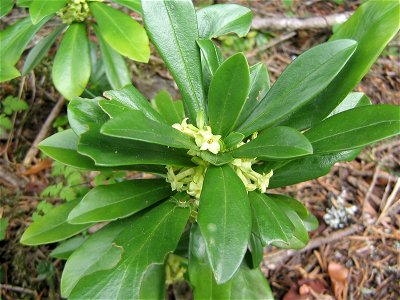 Daphne Laureole dans les Pyrénées