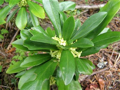 Daphne Laureole dans les Pyrénées photo