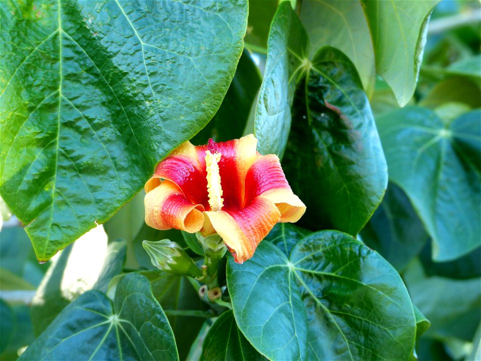 Hibiscus elatus 
Photo prise à Cuba