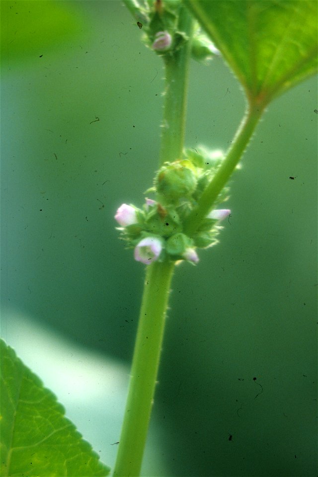 Malva verticillata