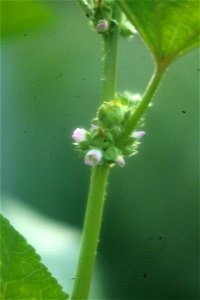 Malva verticillata photo