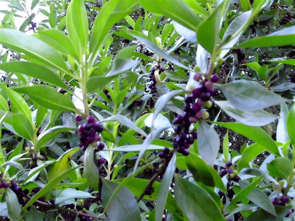 Daphne laureola fruits close up, Torrelamata, Torrevieja, Alicante, Spain