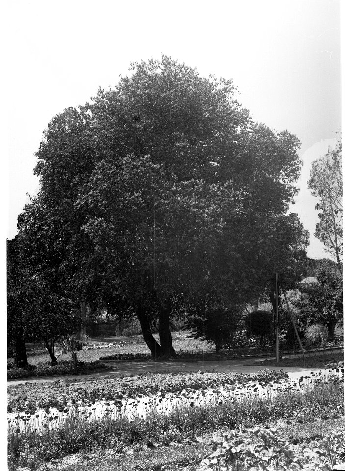 Brachychiton Lurida, Botanic Gardens