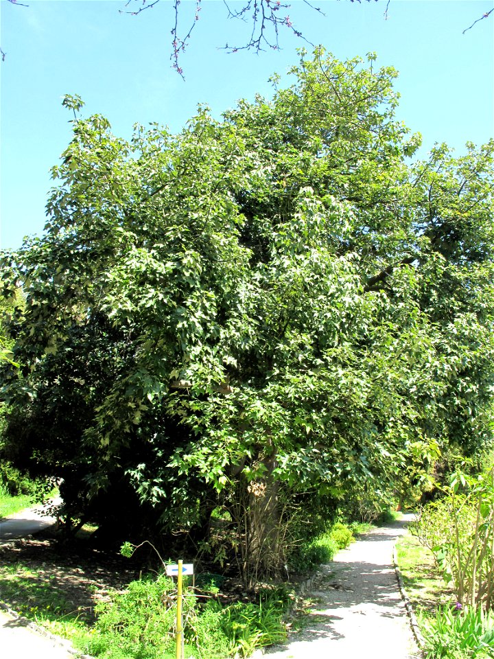 Brachychiton discolor in the gardens of the villa Hanbury (Ventimiglia, Italy). Identified by its botanic label.