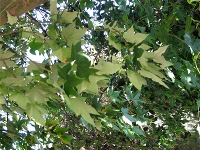 Leaves of Brachychiton discolor in the gardens of the villa Hanbury (Ventimiglia, Italy). Identified by its botanic label.