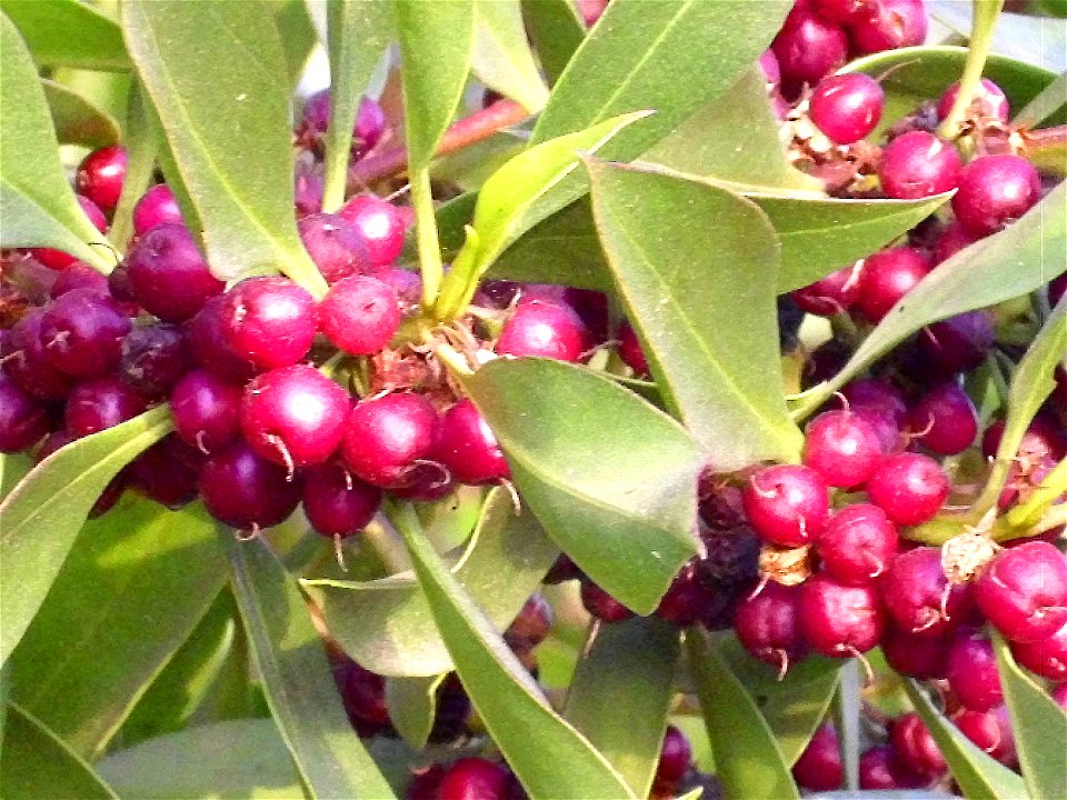 Daphne laureola fruits close up, Torrelamata, Torrevieja, Alicante, Spain