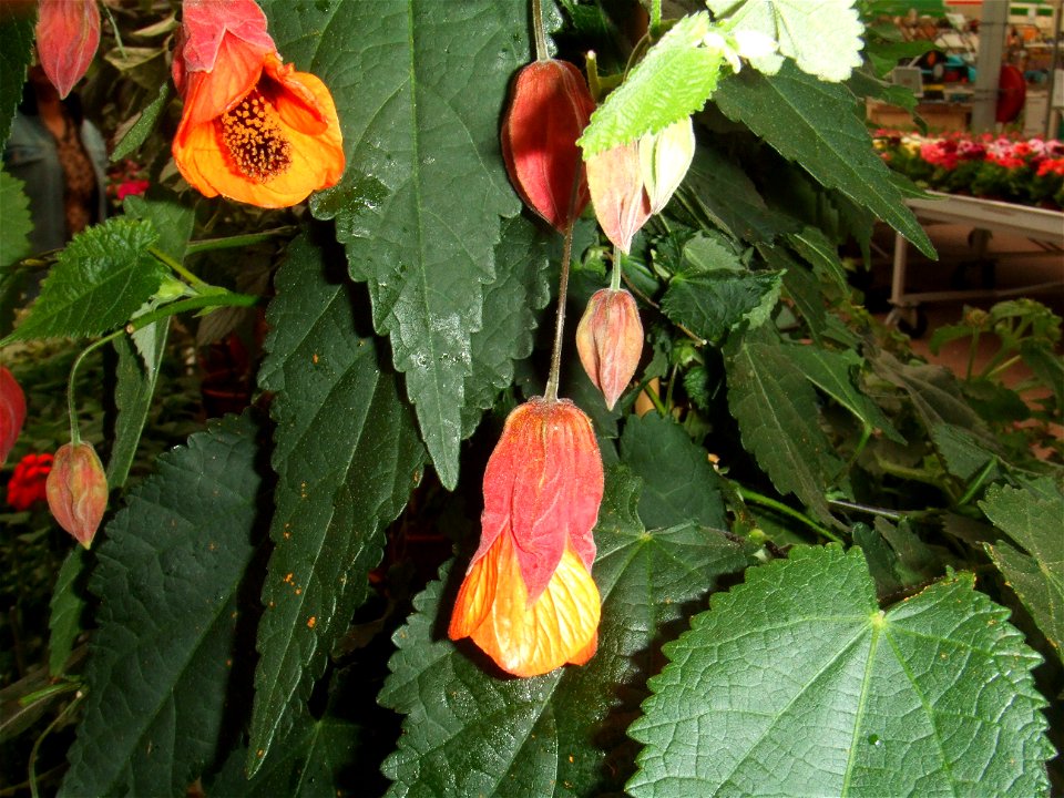 Hybrid of Abutilon megapotamicum and another species photographed at Garden Centre, Rotterdam, The Netherlands