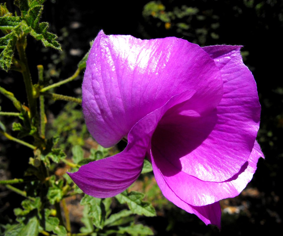 Alyogyne huegelii at the Water Conservation Garden at Cuyamaca College in El Cajon, California, USA.
