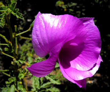 Alyogyne huegelii at the Water Conservation Garden at Cuyamaca College in El Cajon, California, USA.